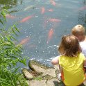 Amber feeds the Koi